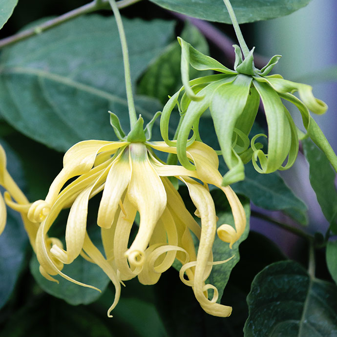 Ylang Ylang